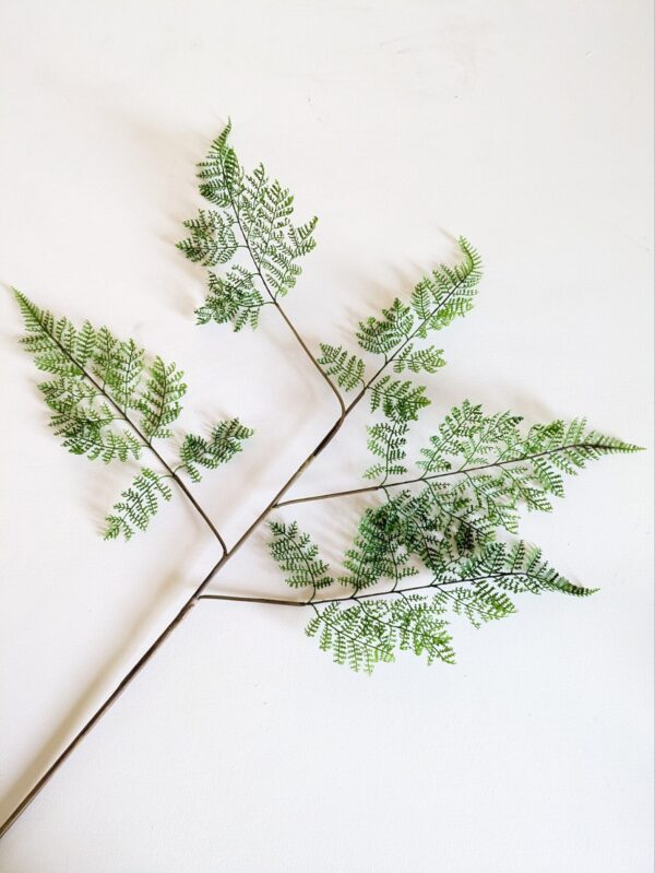 Adiantum Fern