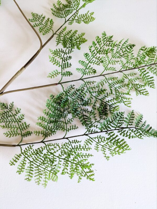 Adiantum Fern - Afbeelding 2