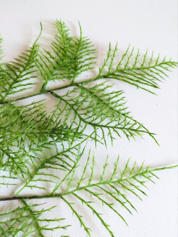 Adiantum Fern - Afbeelding 2